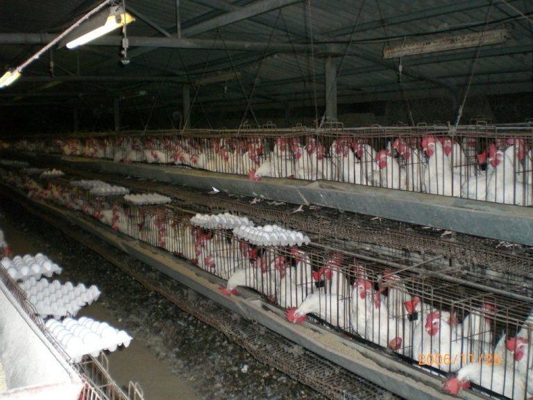 Deadly New African Bird Flu Has Health Officials On High Alert