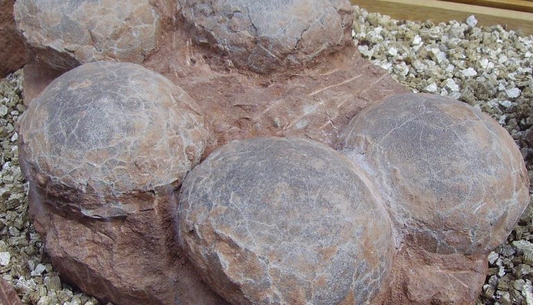 Japanese Rocks Reveal 110 Million Year Old Dinosaur Eggs