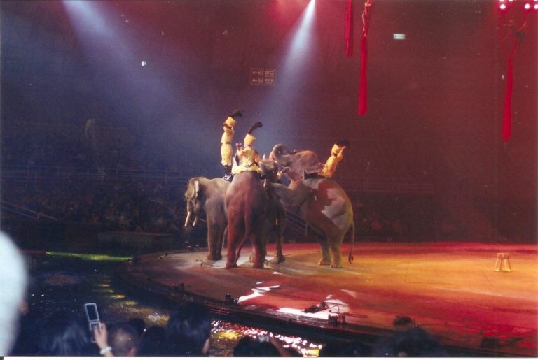 Activists Sound The Alarm As Zimbabwe Sells Hundreds Of Elephants To Chinese Circus