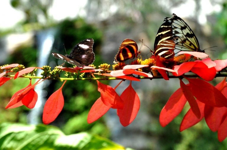 English Butterflies Facing Near Certain Extinction Due To Climate Change