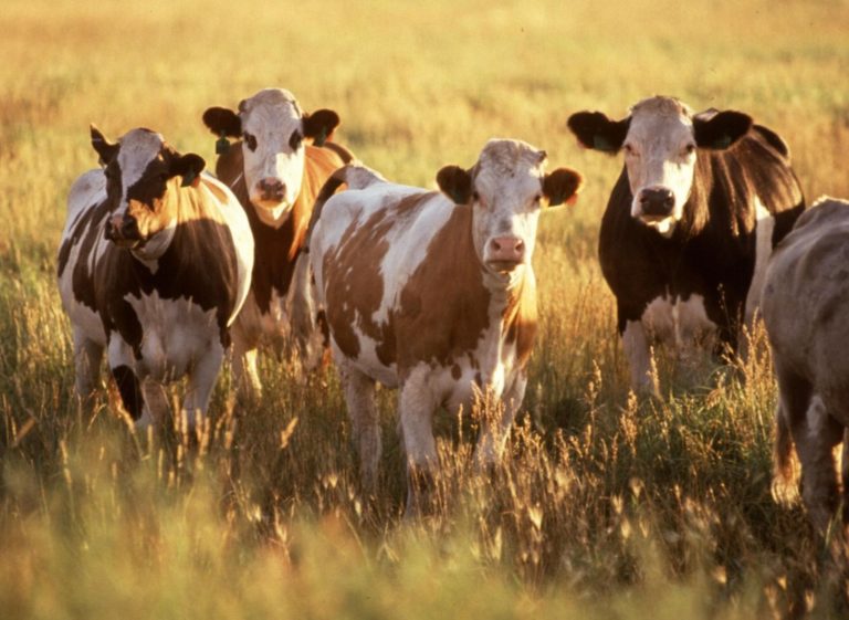 Ranchers Go High Tech To Fight Growing Number Of Cattle Thefts