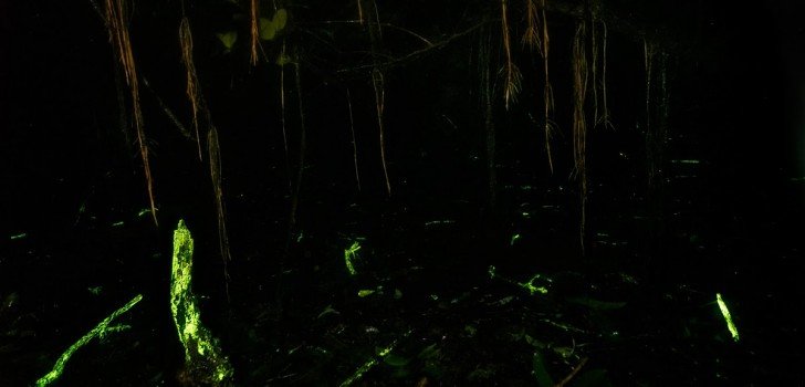 Indian Rainforest Glows Spectacular Shade Of Green Thanks To Tiny Mushrooms