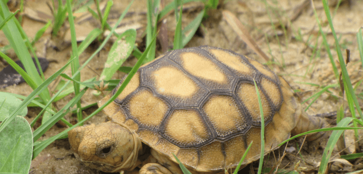 Some Clever Infrastructure Modification Is Saving The Lives Of Turtles