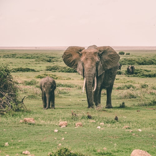 anti-poaching poweder (catch ivory poachers)