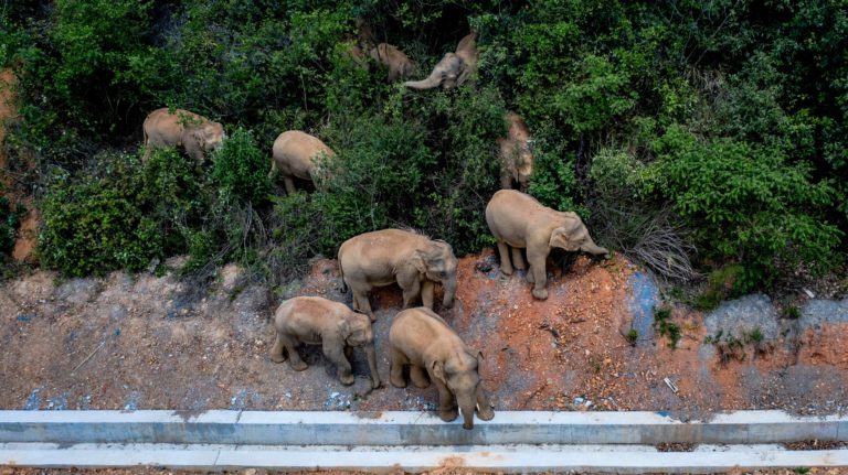 Herd of Elephants in China Are On the Move!