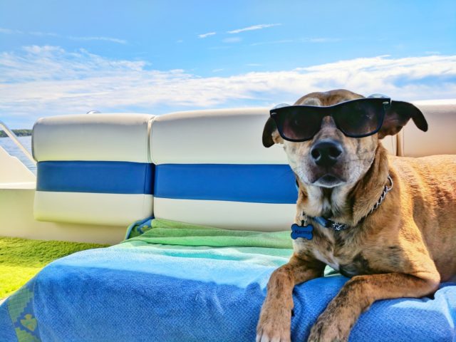 keep pets cool in a heatwave
