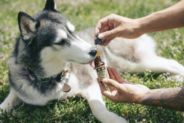 can dogs have cbd