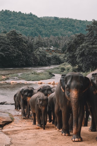 chinese elephants on a journey