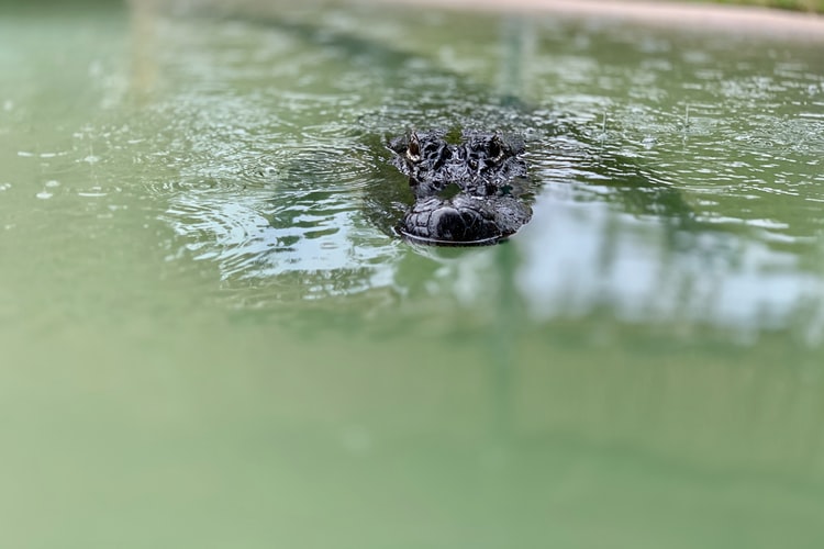 Florida man bitten by gator