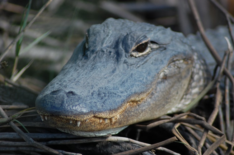 florida man bitten by gator