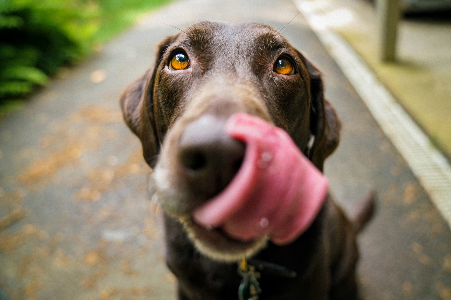 why do dogs eat poop