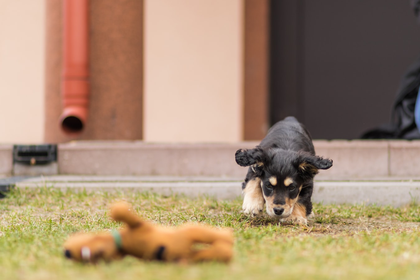 why do dogs eat grass