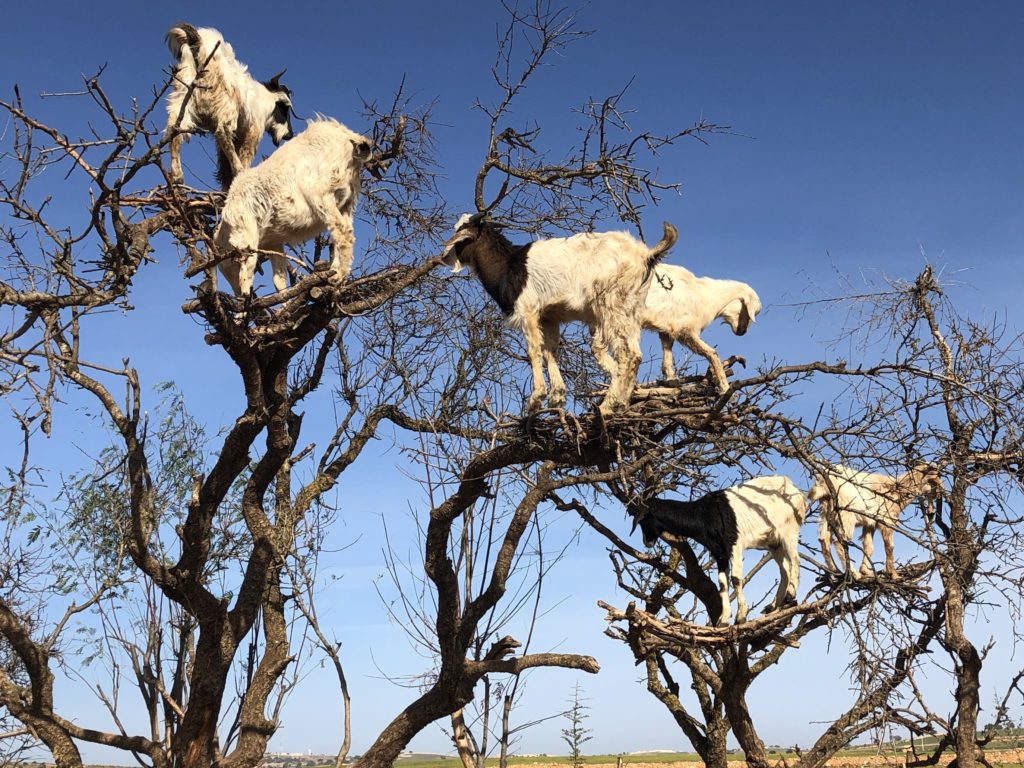 goats prevent wildfires