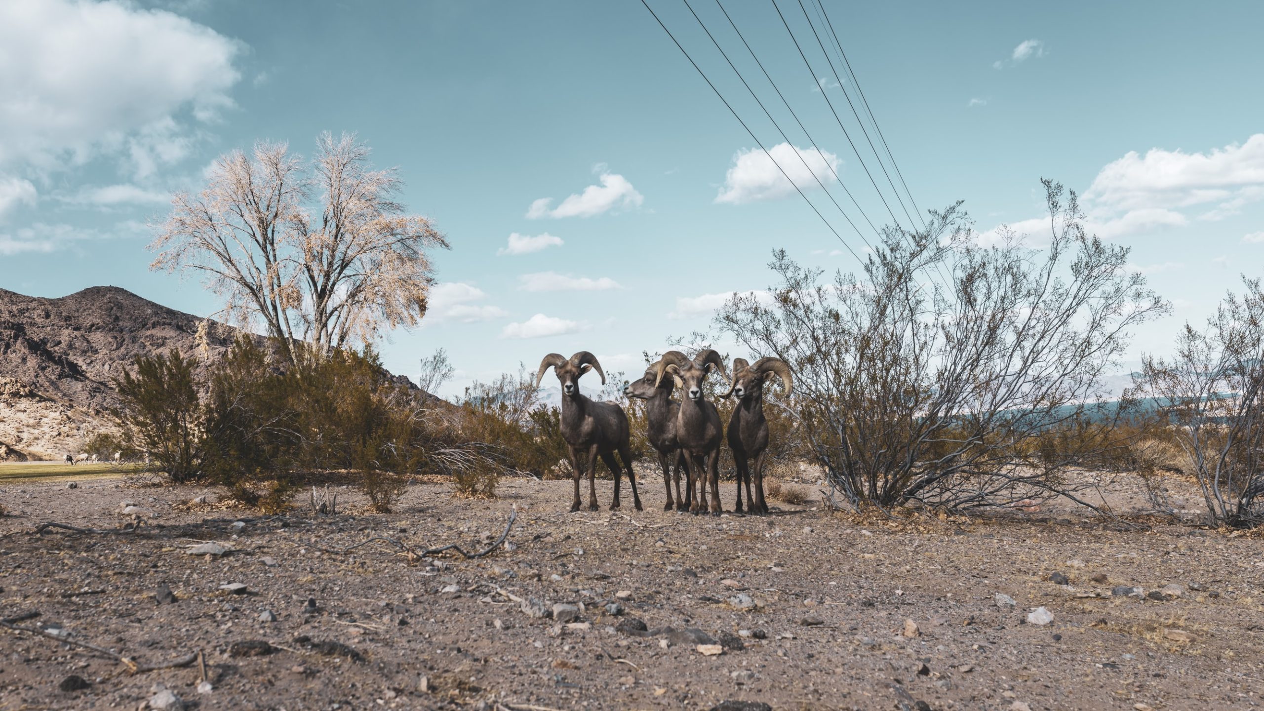 goats prevent wildfires