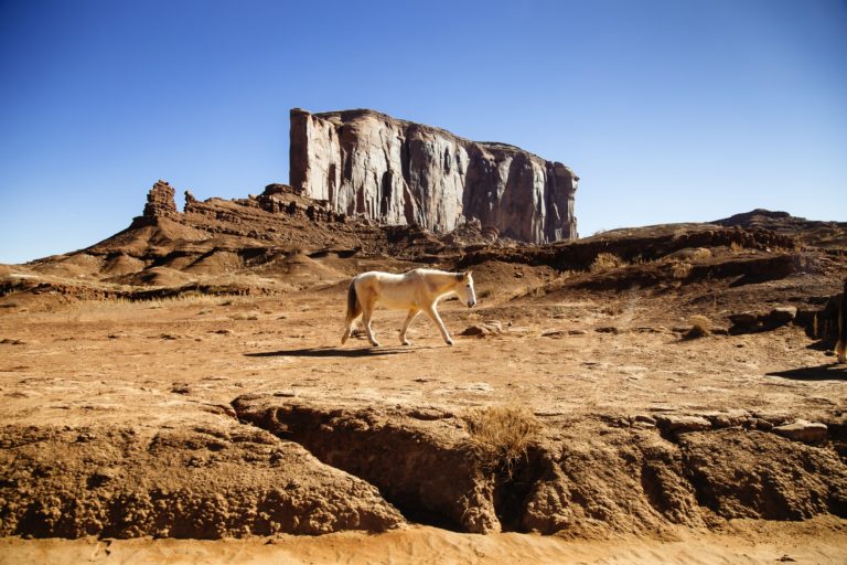 wild horses prevent wildfires