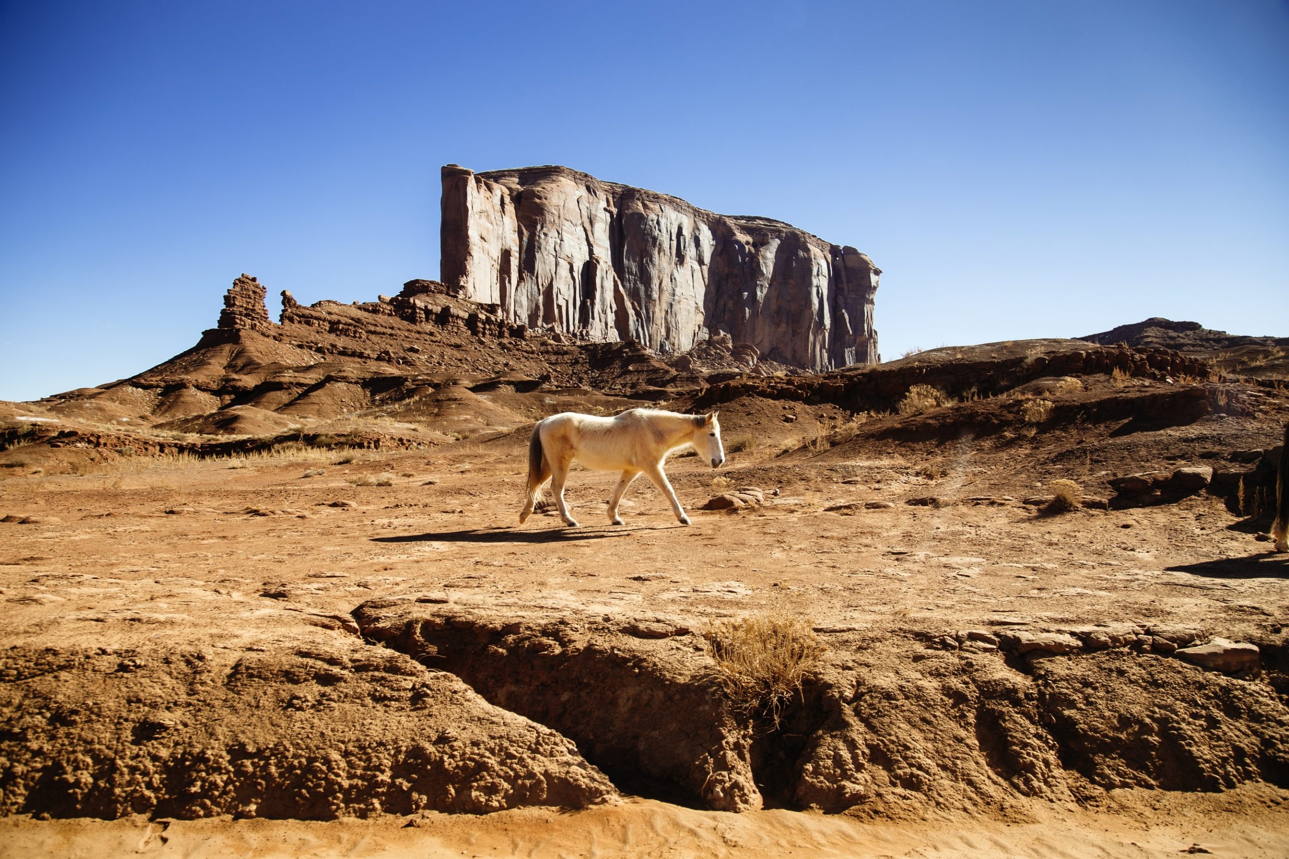 wild horses prevent wildfires